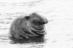 southern elephant seal