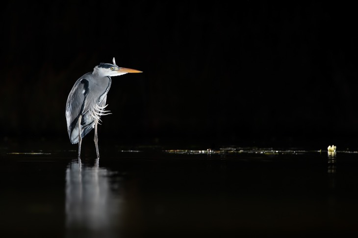 grey heron