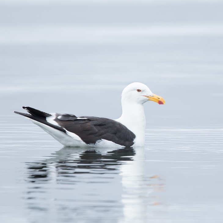 kelp gull