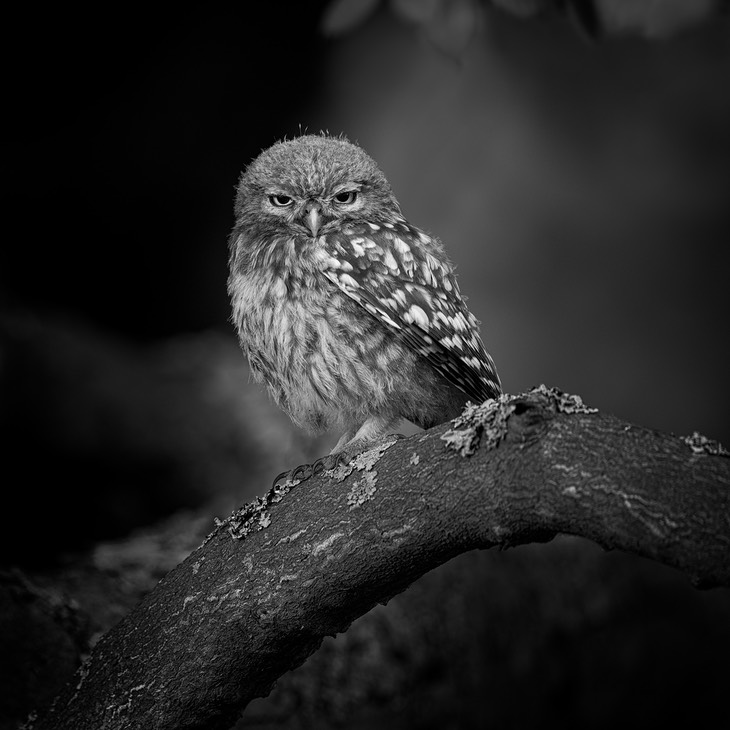 little owl