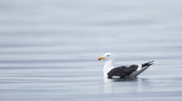 kelp gull