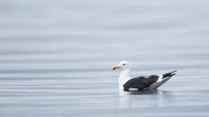 kelp gull