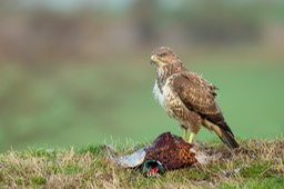 common buzzard