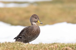 south georgia pintail