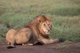 lion