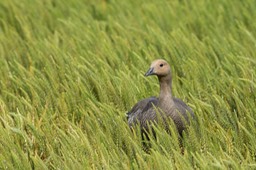 ruddy headed goose