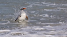 gentoo penguin