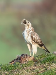 common buzzard