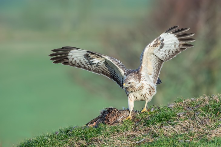 common buzzard