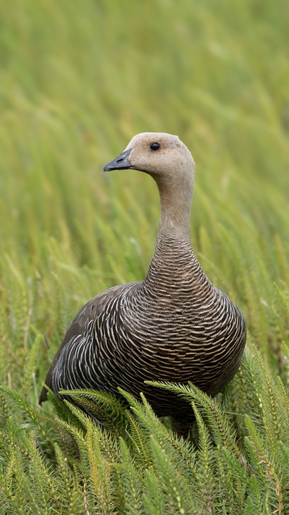 ruddy headed goose