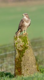 common buzzard