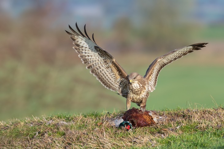 common buzzard