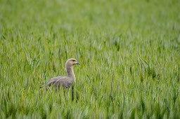 ruddy headed goose