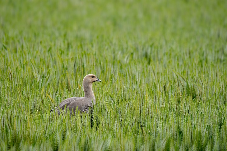 ruddy headed goose