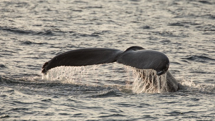 humpback whale