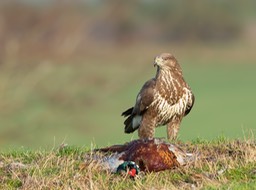 common buzzard