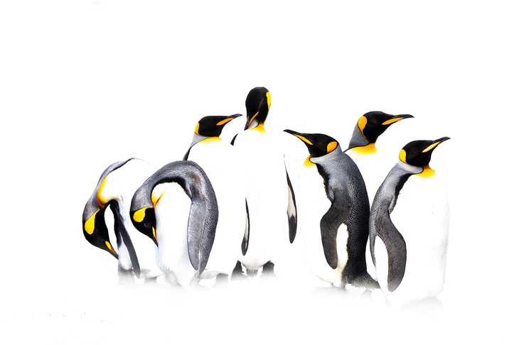 king penguin