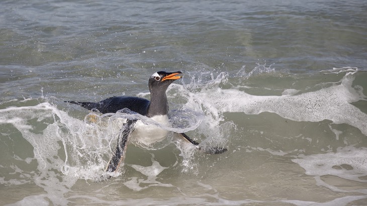 gentoo penguin