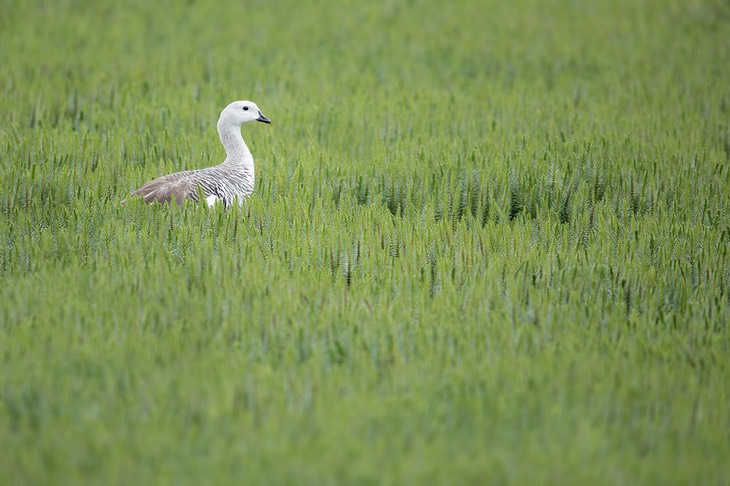 upland goose