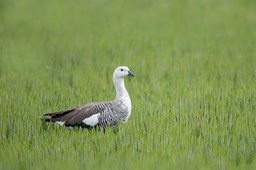 upland goose