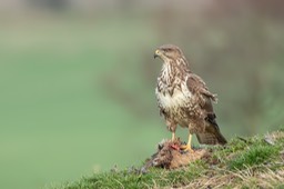 common buzzard