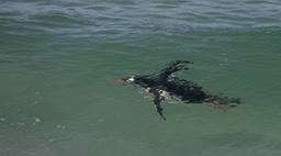 gentoo penguin