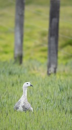 upland goose