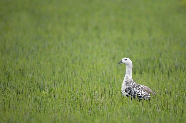 upland goose