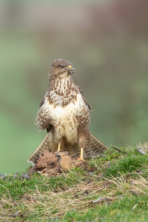 common buzzard