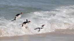 gentoo penguin