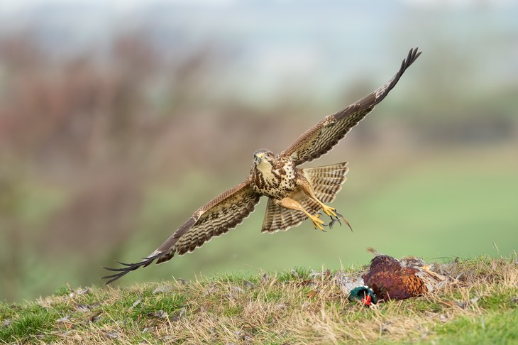 common buzzard