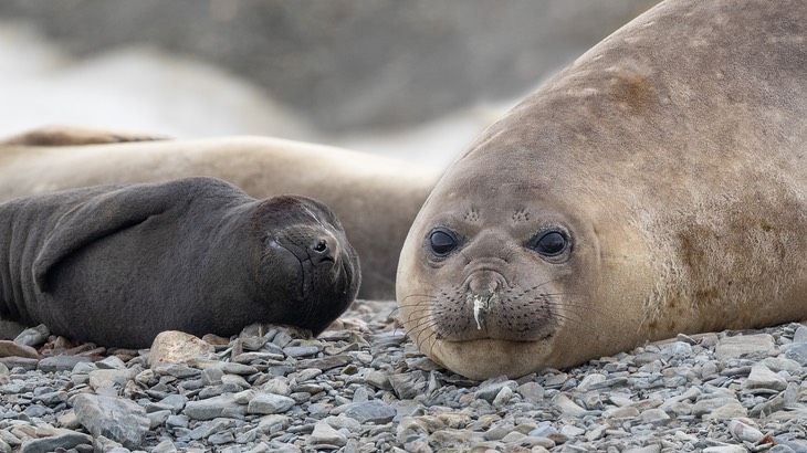 southern elephant seal