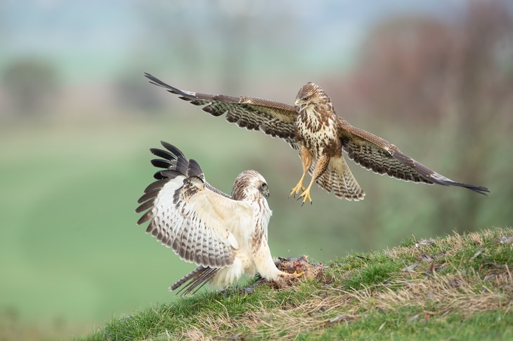 common buzzard