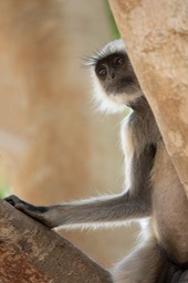 hanuman langur