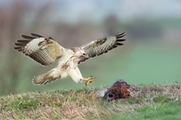 common buzzard