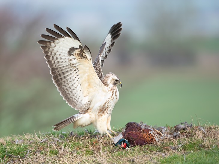 common buzzard