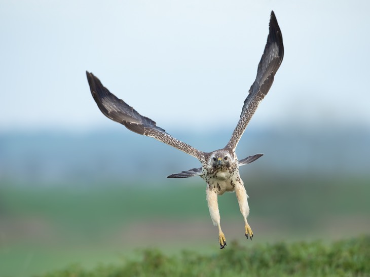 common buzzard