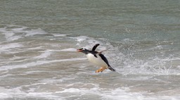 gentoo penguin