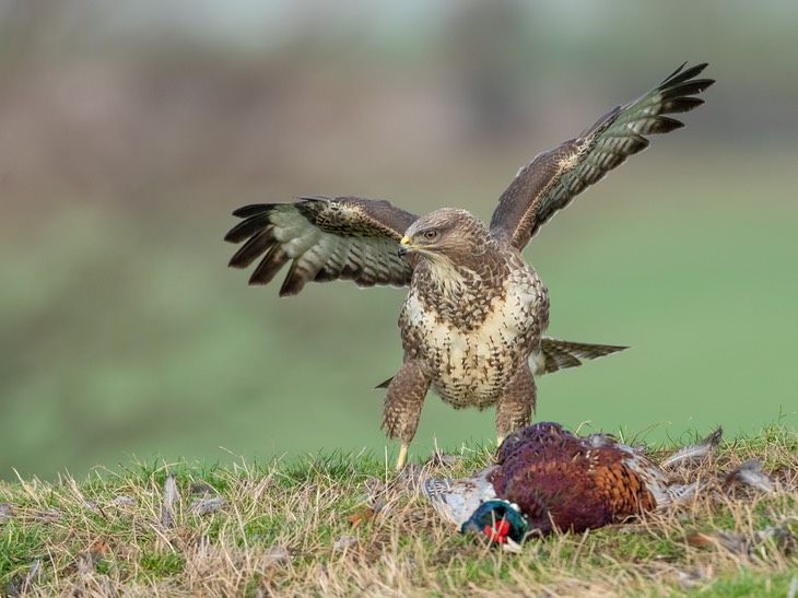 common buzzard