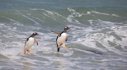 gentoo penguin