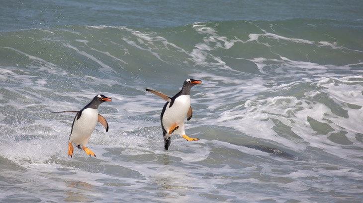 gentoo penguin