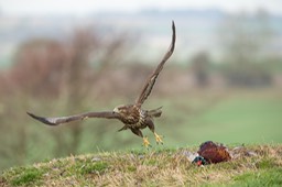 common buzzard