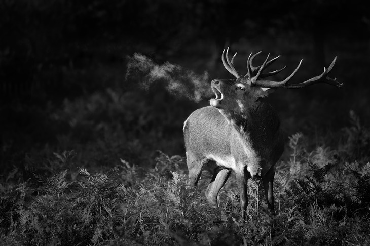 red deer