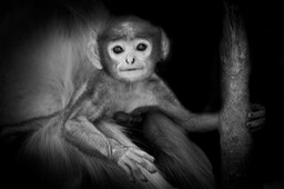 hanuman langur