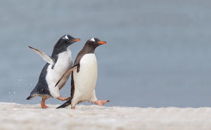 gentoo penguin