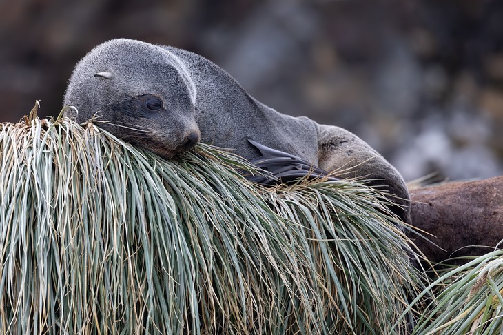 southern fur seal