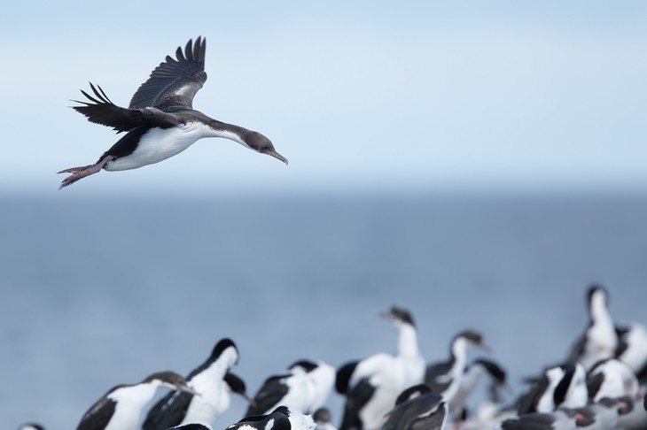 imperial shag