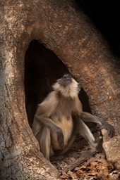 hanuman langur