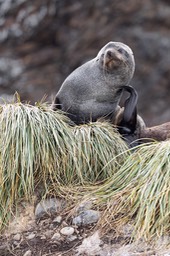 southern fur seal