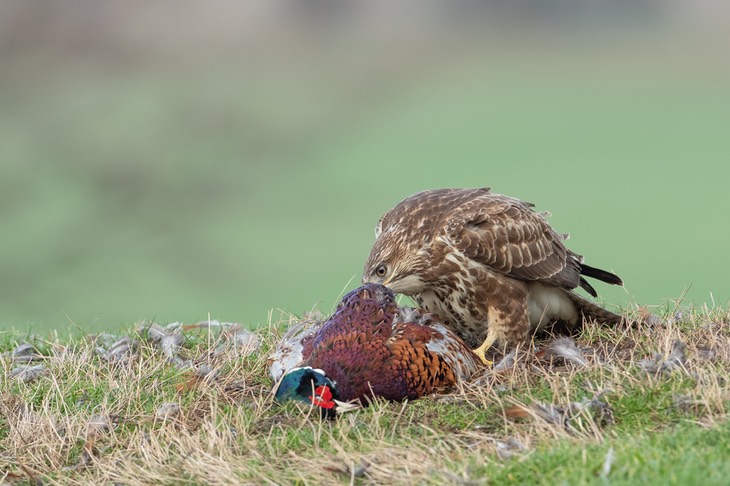 common buzzard